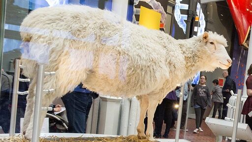 Dolly the Sheep