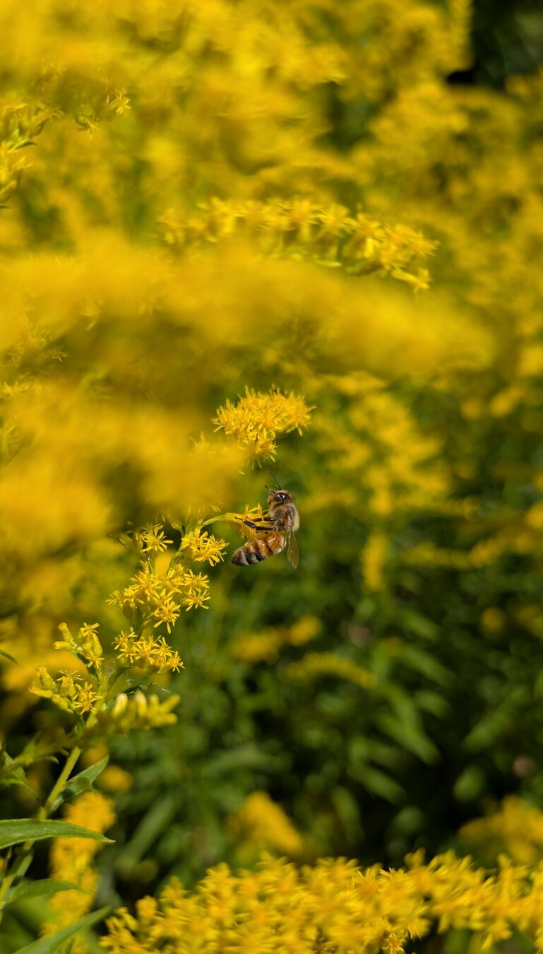 a honey bee on goldenrod yellow flowers with some flowers out of focus